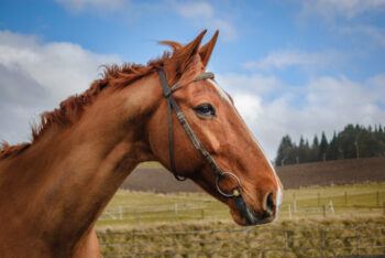 Close up of a horse in Springtime, Scotland.