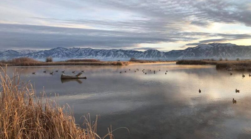 Hunting over duck decoys is the perfect way to bring ducks in for a good shot.