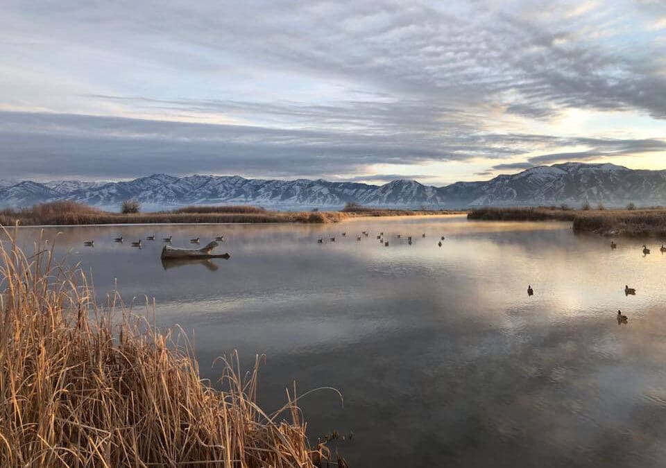 Hunting over duck decoys is the perfect way to bring ducks in for a good shot.